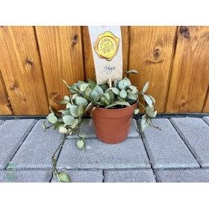 Voskovka (Hoya krohniana) ‘ESKIMO´ - výška 20-30 cm, kont. C1L